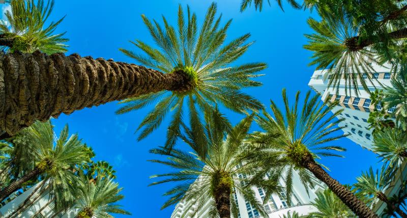 Palm trees against bright blue sky with white Art Deco building